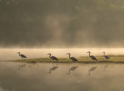 Herons wading in the shallows of the Lagunas de Volcán